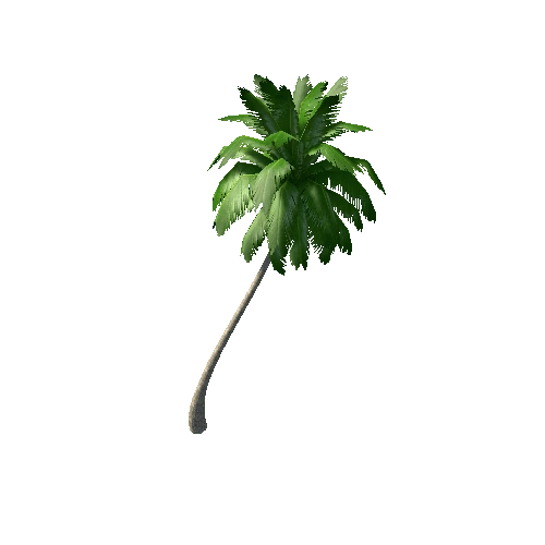 palm tree1D